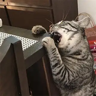 歯が強すぎるネコ　　あずきさん