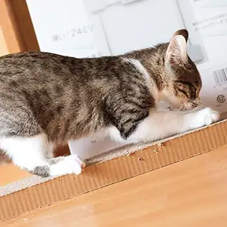筋肉トーレニングしすぎるネコ　　グエン フォン タオさん