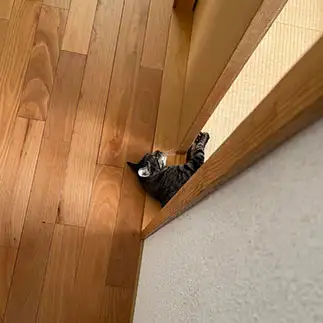 無気力すぎるネコ　　リリーさん