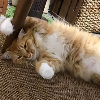 招き猫すぎるネコ　　あさぴさん