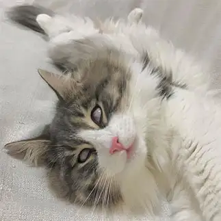 熟睡しすぎるネコ　　icoさん
