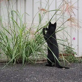 ススキを摘んでお月見なんて、、風流すぎるネコ　　黒猫カレンさん