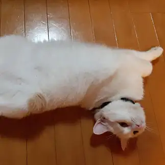 お股を開きすぎるネコ　　あっくんさん