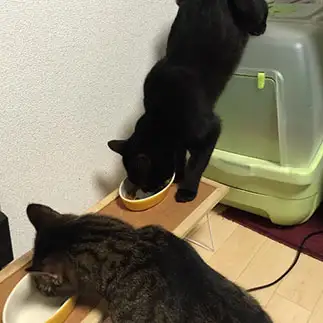 ストイックすぎるネコ　　ポテマメライチさん