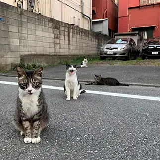 4ピースバンドすぎるネコ　　タナカユウイチさん
