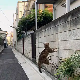 スパイダーマンすぎるネコ　　タナカユウイチさん