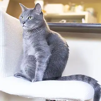 椅子の座り方が独特すぎるネコ　　ゆずなつさん