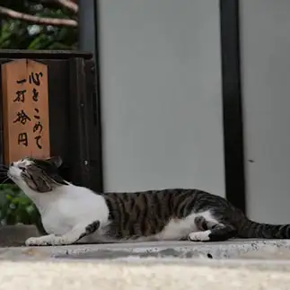 想いが溢れすぎるネコ　　りょうさん