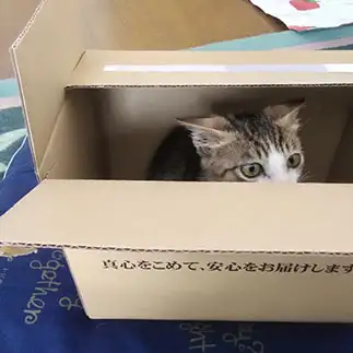ダンボールが好きすぎるネコ　　あっきーさん