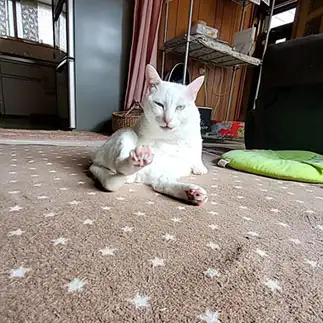 御主も悪よのぉすぎるネコ　　yamawaiisoraさん