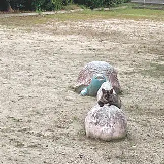 遊具と同化しすぎるネコ　　からくりぴーちさん