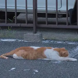 人生をあきらめすぎるネコ　　あやんぱさん