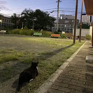 自分が撮られてることに気づいてなさすぎるネコ　　からくりぴーちさん