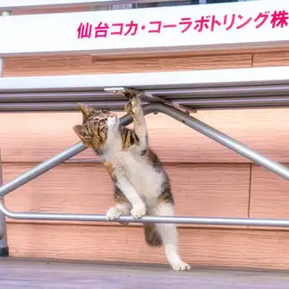 鳶職人すぎるネコ　　kazutyさん