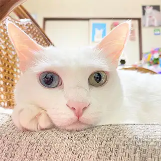 退屈すぎるネコ　　いけさん