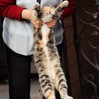 写真を撮ることが嫌いすぎるネコ　　kozeniさん