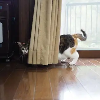 頭も隠さず、尻も隠さずすぎるネコ　　kuroneko_120さん