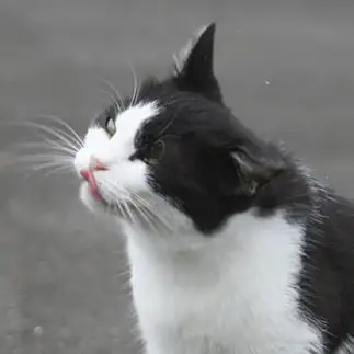 歌舞伎すぎるネコ　　おいにゃんさん