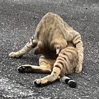 涙を見せなさすぎるネコ　　からくりぴーちさん