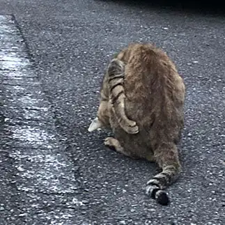 コーンフレークのネタがツボにはまりすぎるネコ　　からくりぴーちさん