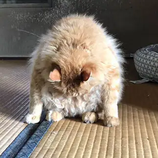 謝罪が丁寧すぎるネコ　　えいこ8さん