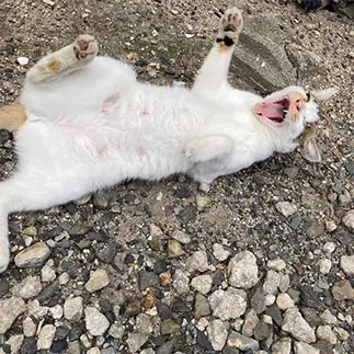 ノラなのに気をゆるしすぎるネコ　　からくりぴーちさん