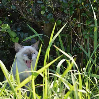 化け猫すぎるネコ　　仙城 彩漓さん