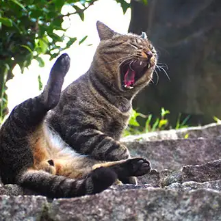 だらけすぎるネコ　　マツモトハルカさん