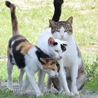 だんごすぎるネコ　　土居　一彦さん
