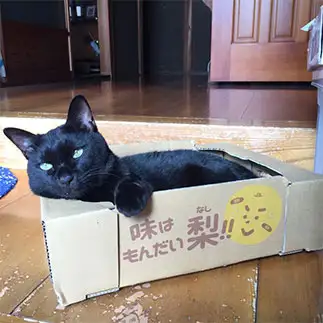 セールスが上手すぎるネコ　　カーボンさん