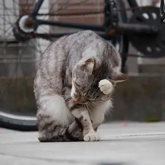 めんぼくなさすぎるネコ　　サトウヒロキさん