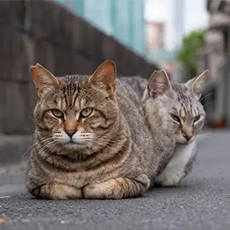 人面瘡すぎるネコ　　サトウヒロキさん