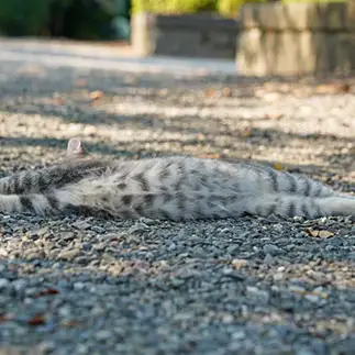 のびすぎるネコ　　Tetsuyaさん