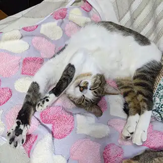 よじれすぎるネコ　　ひまわり屋さん