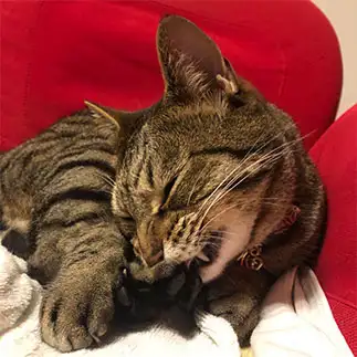 これでもかと毛繕いをしすぎるネコ　　大野　フクゾーさん