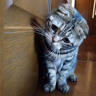 悩みすぎるネコ　　たっちゃんさん
