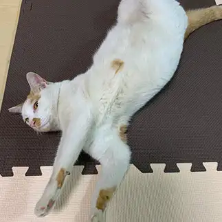 ねじりすぎるネコ　　瑠璃さん