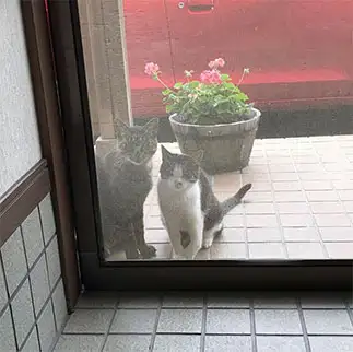 ごめんくださいが上手すぎるネコ　　尾見真理子さん