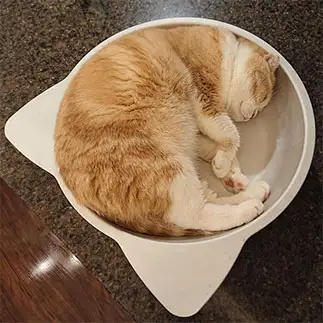 ねこ鍋におさまりすぎるネコ　　久保一美さん