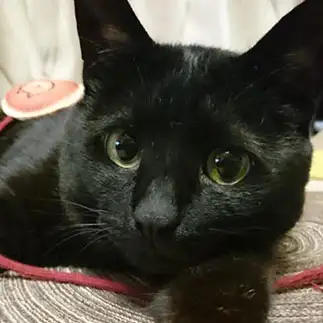 あざとすぎるネコ　　美保吉さん