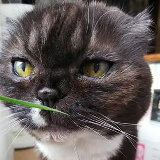 猫草食べたくてヨダレが垂れすぎるネコ　　福田亜由美さん