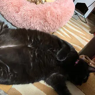 チャックがついているように見えすぎるネコ　　すずさやさん