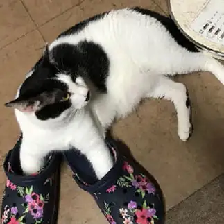 花柄靴を履きたすぎるネコ　　てんかいさん