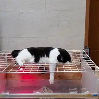 亀を触ってみたすぎるネコ　　くぼためぐみさん