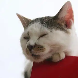 角が気もち良すぎるネコ　　おいにゃんさん