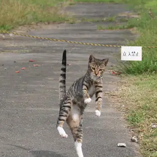 赤トンボ取りがヘタすぎるネコ　　おいにゃんさん