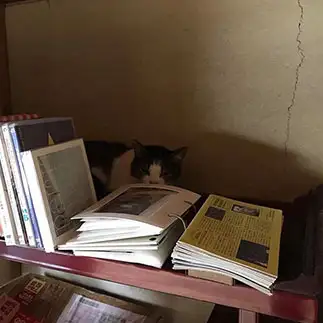 かくれんぼに強すぎるネコ　　尾見真理子さん