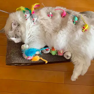 にぎやかすぎるネコ　　こむぎさん
