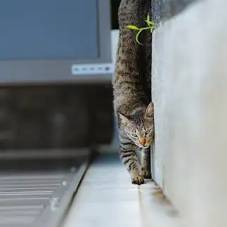 逆立ち上手に見えすぎるネコ　　jingさん