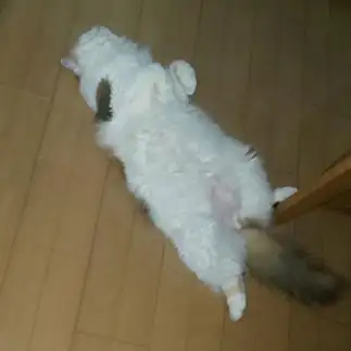 無防備すぎるネコ　　あけやんさん